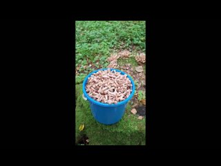 video by eavesdropped belzernsk