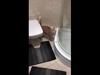 the cat asks to open a shower.